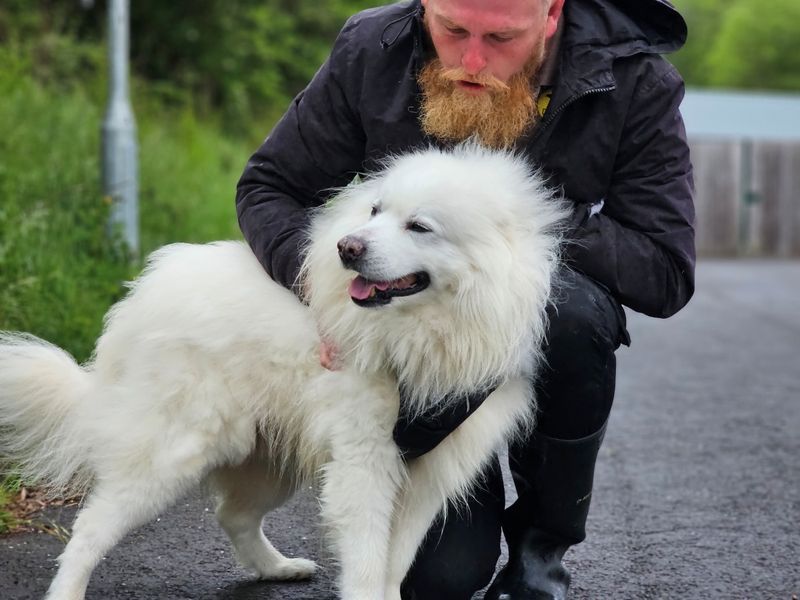 Frank | Samoyed | Evesham (Worcestershire) - 1