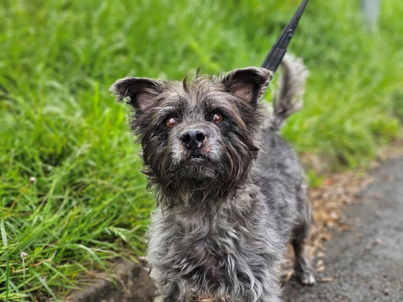 undefined | Terrier (Cairn) | undefined - 4