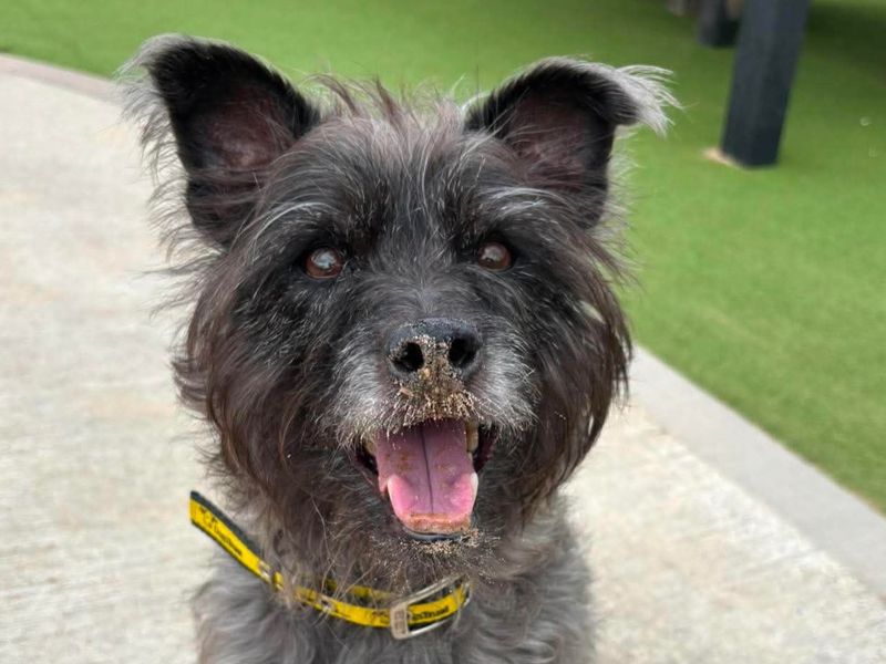 undefined | Terrier (Cairn) | undefined - 1