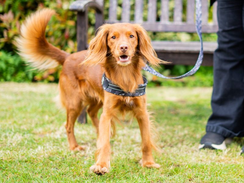 Cocker Spaniel Dogs And Puppies For Adoption