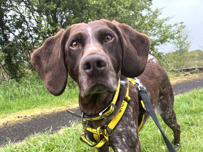 Maude | Pointer | Ballymena (Northern Ireland) - 1