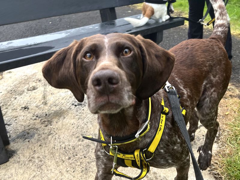Maude | Pointer | Ballymena (Northern Ireland) - 3