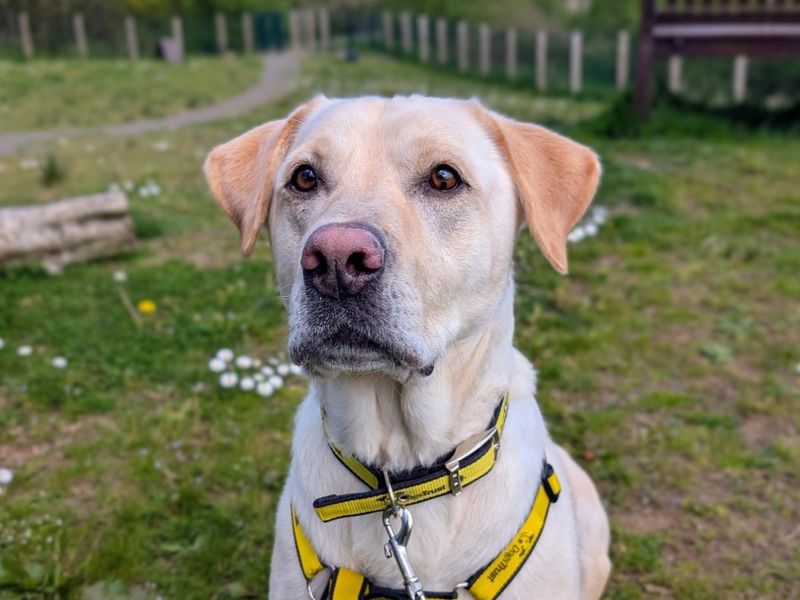 Quin | Retriever (Labrador) | Ballymena (Northern Ireland) - 1