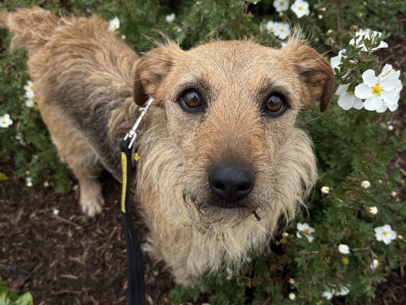 Pesto | Terrier (Patterdale) Cross | Ballymena (Northern Ireland) - 1