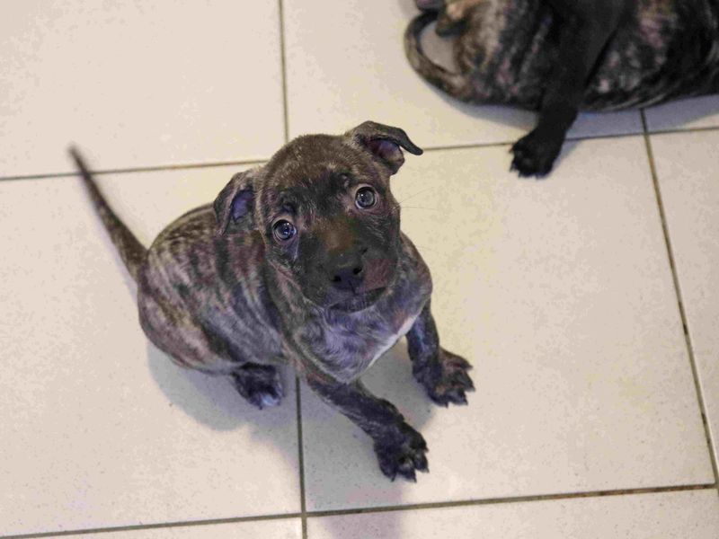 undefined | French Bulldog Cross | undefined - 2