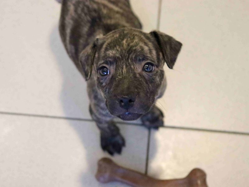 undefined | French Bulldog Cross | undefined - 3