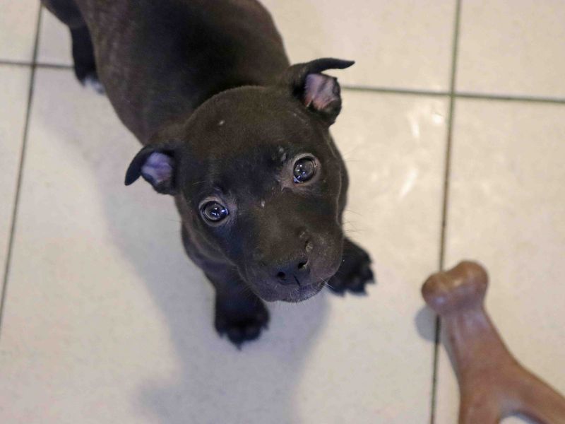 undefined | French Bulldog Cross | undefined - 4