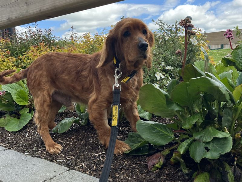 undefined | Spaniel (Cocker) Cross | undefined - 1