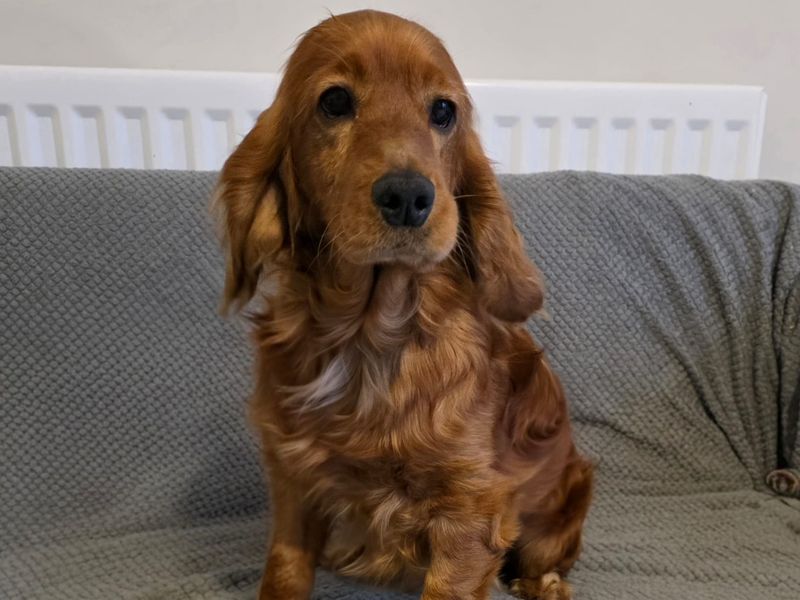 Hector - Image 3 of 3