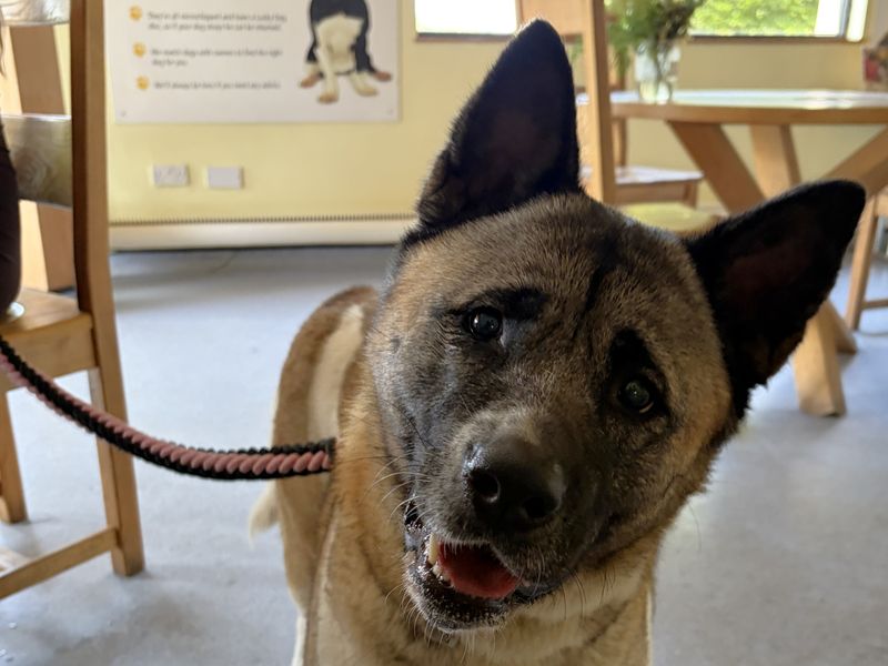undefined | Akita | undefined - 1