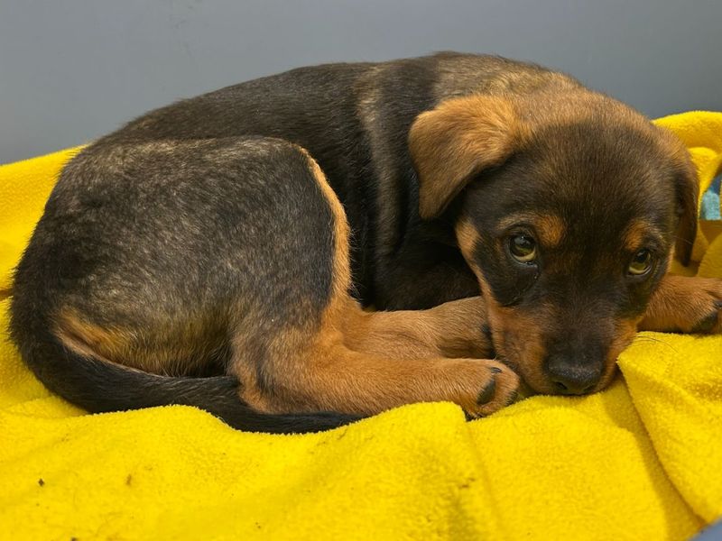 undefined | Rottweiler Cross | undefined - 4