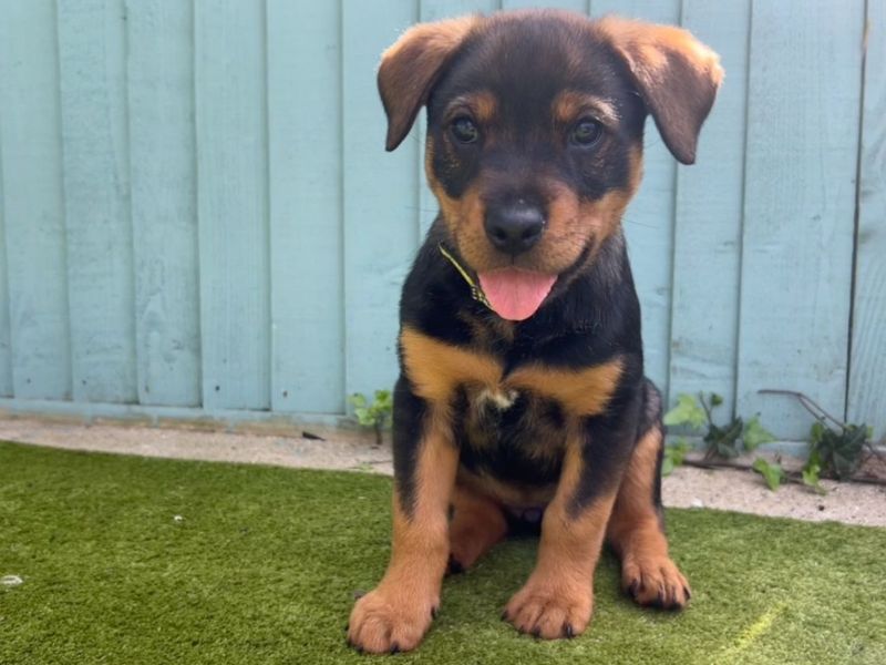 undefined | Rottweiler Cross | undefined - 5