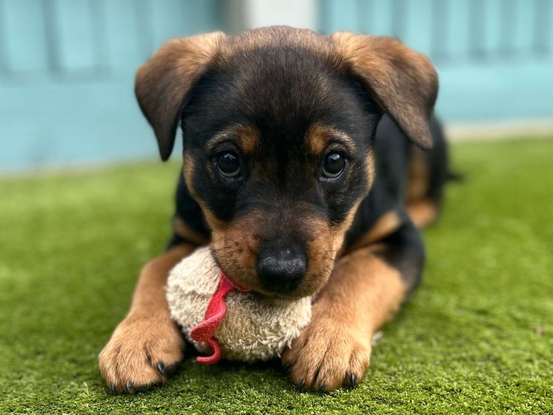 undefined | Rottweiler Cross | undefined - 3