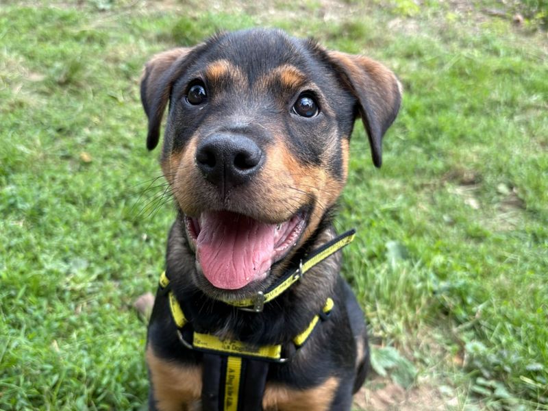 undefined | Rottweiler Cross | undefined - 2