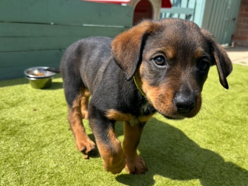 Ellie | Rottweiler Cross | Snetterton (Norfolk) - 1