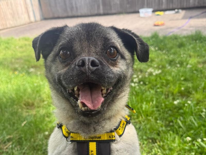 Nugget | Pug Cross | Shrewsbury (Shropshire) - 3
