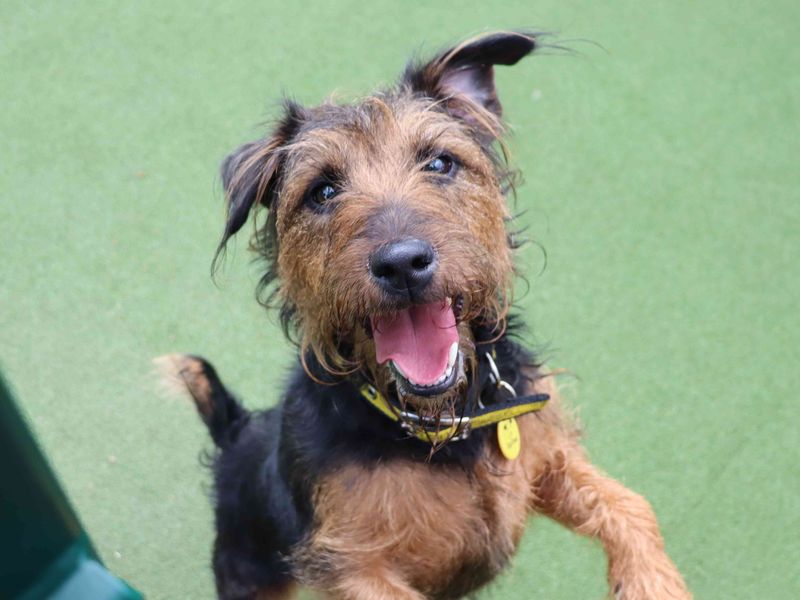 Lady | Terrier (Lakeland) Cross | Glasgow - 1