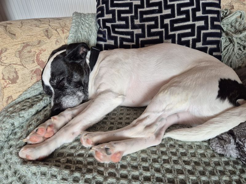 undefined | Terrier (Jack Russell) | undefined - 6