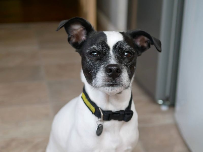 undefined | Terrier (Jack Russell) | undefined - 4