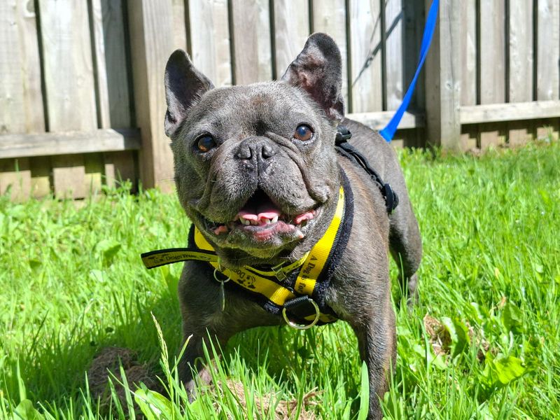 Dave | French Bulldog | Ilfracombe - 2