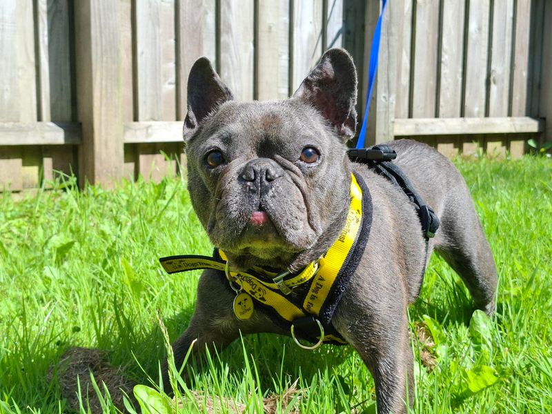 Dave | French Bulldog | Ilfracombe - 3
