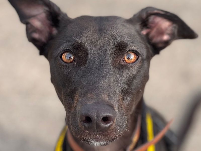 undefined | Lurcher | undefined - 2