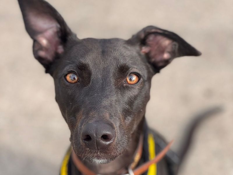 undefined | Lurcher | undefined - 1