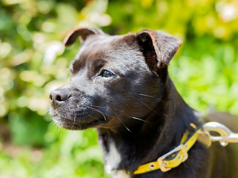 undefined | Terrier (Patterdale) | undefined - 3