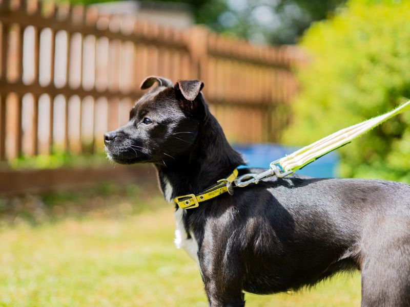 undefined | Terrier (Patterdale) | undefined - 6