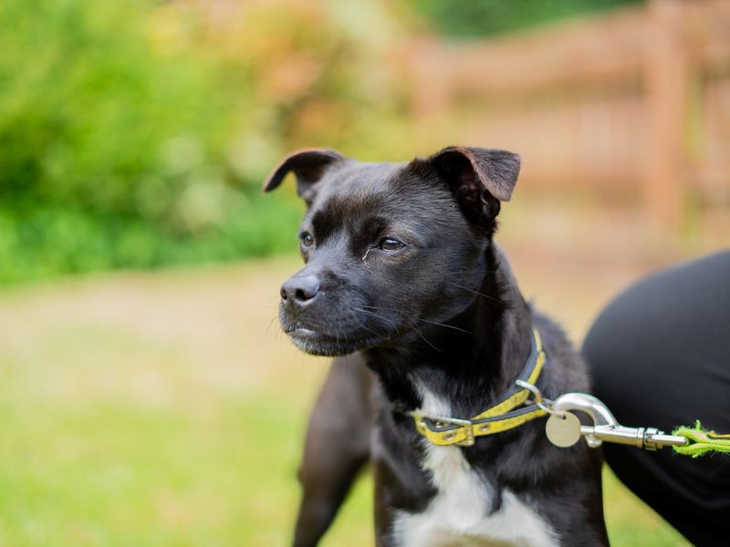 undefined | Terrier (Patterdale) | undefined - 5