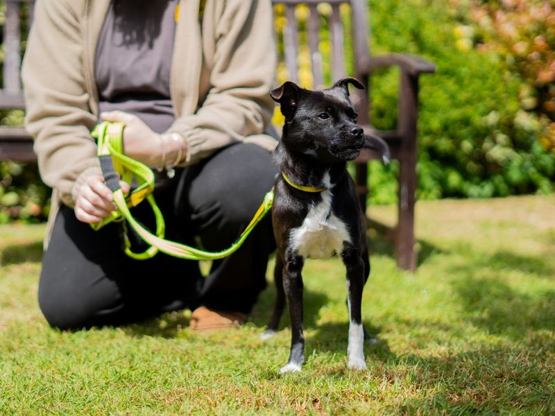undefined | Terrier (Patterdale) | undefined - 7