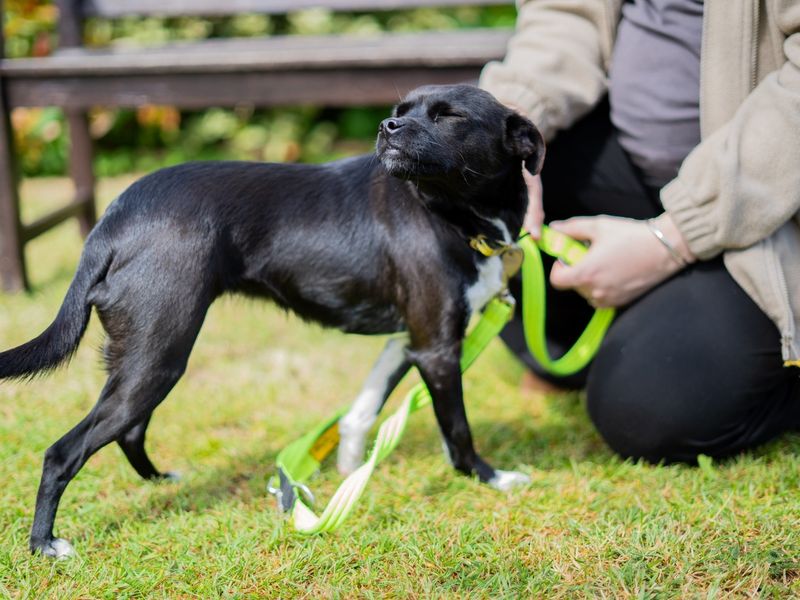 undefined | Terrier (Patterdale) | undefined - 2
