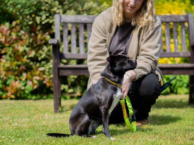 undefined | Terrier (Patterdale) | undefined - 4