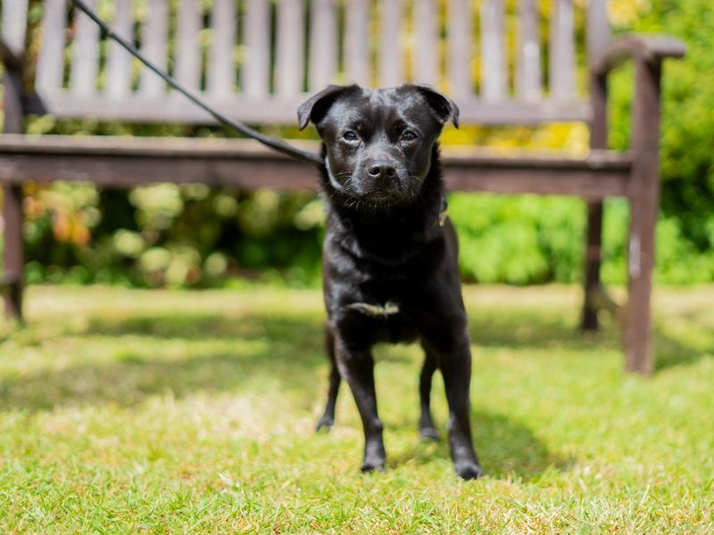 undefined | Terrier (Patterdale) | undefined - 6