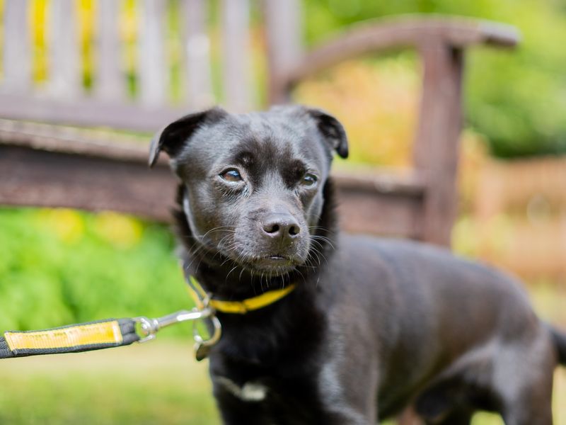 undefined | Terrier (Patterdale) | undefined - 5