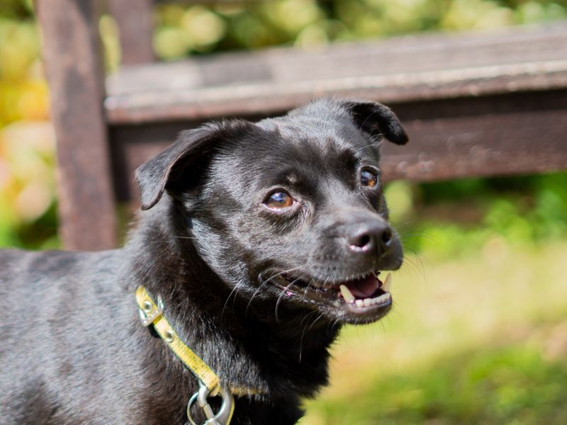undefined | Terrier (Patterdale) | undefined - 3