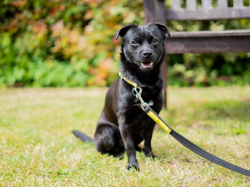 undefined | Terrier (Patterdale) | undefined - 4