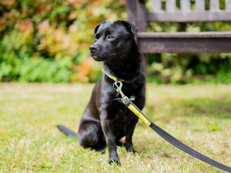 undefined | Terrier (Patterdale) | undefined - 1