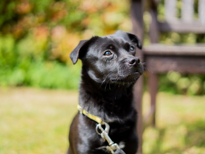 undefined | Terrier (Patterdale) | undefined - 2