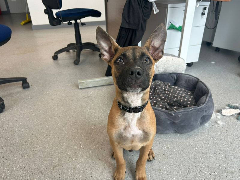Xabi - Image 4 of 5