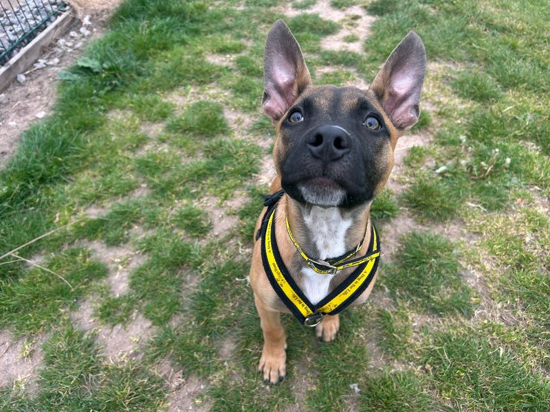 Xabi | Belgian Shepherd Dog (Malinois) Cross | Cardiff - 1