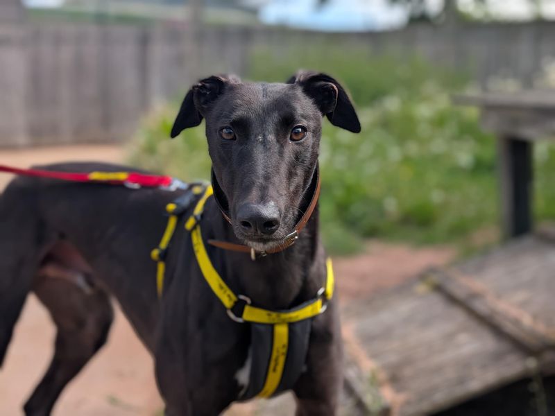 Greyhound Dogs And Puppies For Adoption