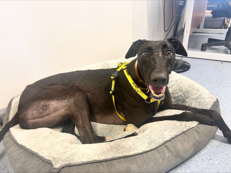 undefined | Greyhound | undefined - 2