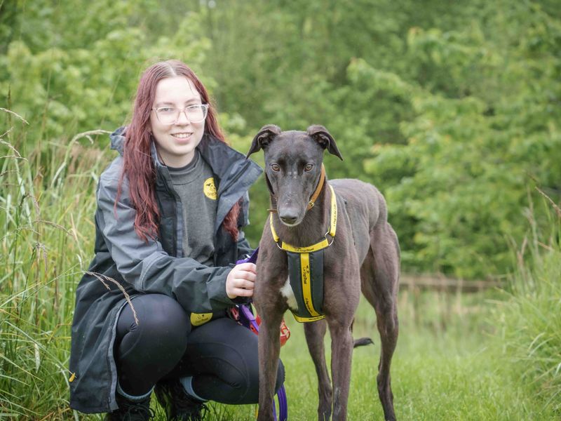 undefined | Greyhound | undefined - 8