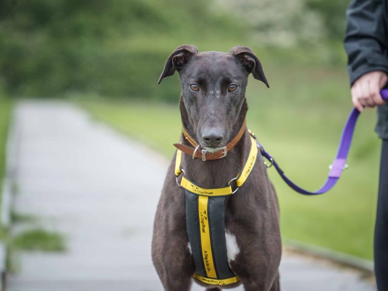 undefined | Greyhound | undefined - 5