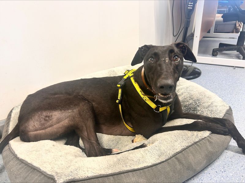 undefined | Greyhound | undefined - 7