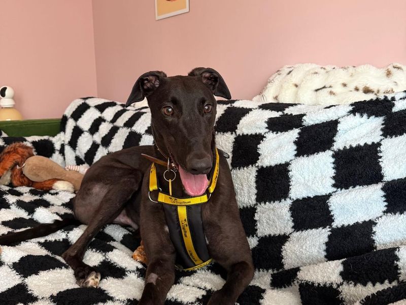 undefined | Greyhound | undefined - 3