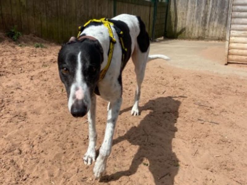 Lango | Greyhound | Loughborough - 1