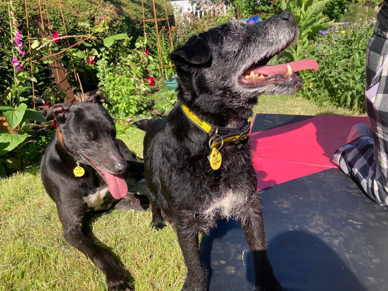 undefined | Lurcher | undefined - 1