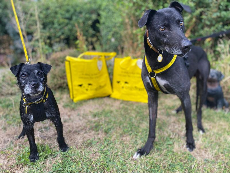 Ollie | Lurcher | Cumbria - 2